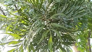 The Silver Oak tree |  Grevillea robusta |