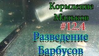 #12.4 Разведение Барбусов (Кормление мальков 2) разведение аквариумных рыбок