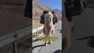 camel wanderer 骆驼漫游者