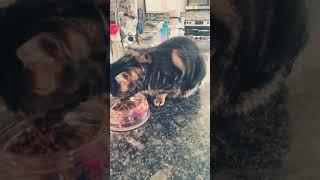 Ima redo he was eating | Oscar | Cat | Cute | Funny | EATING