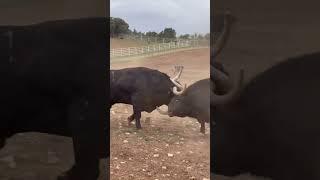 ️LUCHA‼️ENTRE DOS TOROS BRAVOS 