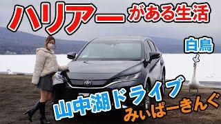 【新型ハリアー】でみぃぱーきんぐが山中湖ドライブ。白鳥との交流を楽しんできました。トヨタ/TOYOTA/HARRIER