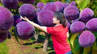 BREAKING! Christmas 2024 Harvesting Purple Peach Goes to market sell - Harvesting and Sell