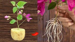 Don't hesitate! How to make paper flowers grow roots super fast in just 1 day