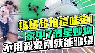 螞蟻超怕這味道！　「家中7剋星妙物」不用殺蟲劑就能驅蟻｜中時新聞網