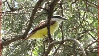 Aves Argentinas