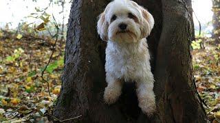 Havanese vs Coton de Tulear: Which Fluffy Companion?