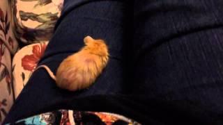 Lotus mouse watching roadkill with me: read description!