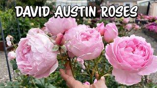 Best David Austin Flowers Summer Season