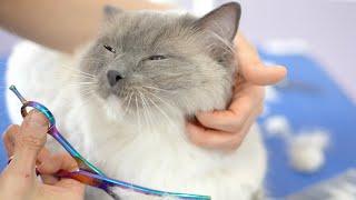 WHAT ABOUT THIS LOVELY CAT WHILE GET GROOMED?️️