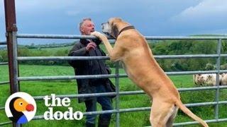 Grandpa Brings His 200-Pound Dog Everywhere | The Dodo