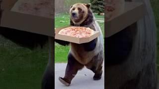 Funny Bears | Bear Attack | Polar Bear | Funny Animals #shorts #bear #funnybear #grizzlybear