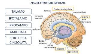 38. Il sistema limbico e le emozioni