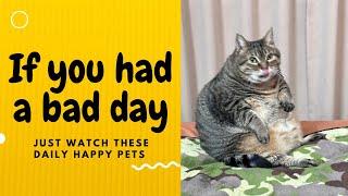 If you had a bad day, just watch these daily happy pets | Day 104