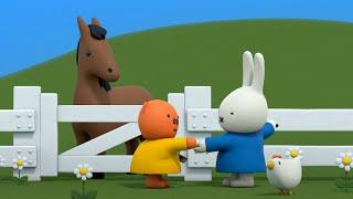 Miffy and The Horse | Miffy | Cartoons for kids