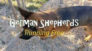 6 German Shepherds running free!!