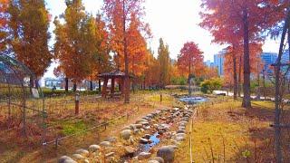 Busan Citizens Park Autumn Foliage Walk [4K] Busanjin-gu Beomjeon-dong, Yeonji-dong, Korea