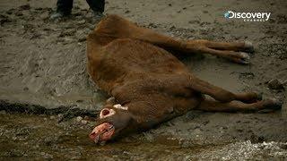 The Unexplained Files - Cattle Mutilation