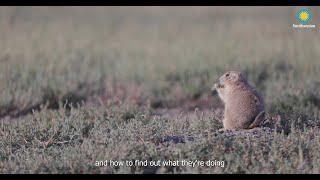 Prairie Dog Research