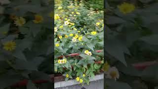 А вы любите ЛЕТО ?#дети #детиблогеры #детскийконтент #челябинск #tiktok #лето