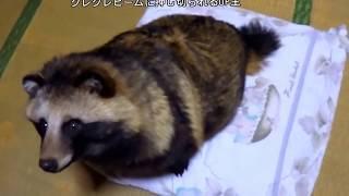 今日のタヌッツ2017/02/10(Today's TanuSnack)