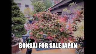 BONSAI FOR SALE (1) at the Ueno Green Club [April, 2021] Japan