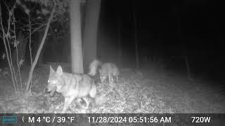 11/28/24 5:51:42 AM 2 coyotes