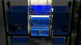 #AL NOOR AQUARIUM HYDERABAD soft fishes #8919447418