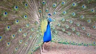 मोर नृत्य Peacock Dance Complete 2:20 & Screams HD by Ute Neumerkel #peacockdance Pfau schlägt Rad