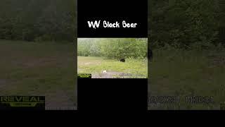 West Virginia black bear