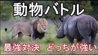 動物 喧嘩 最強バトル 名勝負 どちらが強い対決  ランキングは？