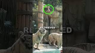 Extremely sick Tiger  #youtubeshorts #ytshorts #funny #pets #tiger