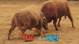 #차룡(홍) vs #대일(청), 차룡1R 승 #청도소싸움 48/1 병12 (241130)