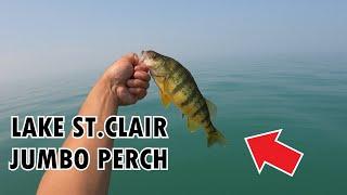 JUMBO PERCH jigging on Lake St.Clair - Lake St.Clair Fishing