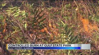 ‘Fire is a good thing’ for Gulf State Park as foresters burn 200 acres near Lake Shelby