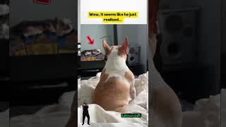 THIS TINY DOG LOOKS IN THE MIRROR AND THINKS HE IS A WOLF