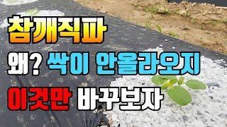어렵다는 참깨파종 이것만 바꿔 파종하면 다 성공합니다.