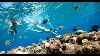 Cozumel Snorkel Center Dive into Adventure Book Your Snorkeling Tour Today