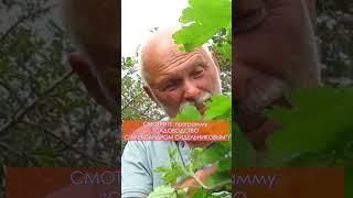 БИОЗАЩИТА САДА ОТ ВРЕДИТЕЛЕЙ. Чистотел не сорняк! #сад