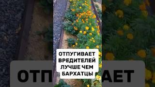 ОТПУГИВАЕТ ВРЕДИТЕЛЕЙ ЛУЧШЕ ЧЕМ БАРХАТЦЫ #огород #дача #рассада
