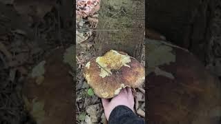 Mushroom season has opened #mountains #travel #relax