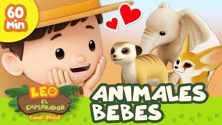 ¡Animales BEBÉ!  Perezoso, Zorro del Desierto y Más | 60 MIN | Leo, El Explorador | Animación Niños