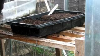 Onions from seed - Claire's Allotment part 159