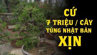 Cứ 7 triệu 1 cây tùng Nhật Bản cực chất ! Thăm vườn Cà Phê Bonsai của anh Hòa Duy