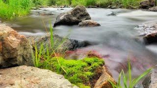 Wild Browns On Dry Dropper | Tenkara Fishing In A Small Creek