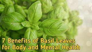 7 BENEFITS OF BASIL LEAVES FOR BODY AND MENTAL HEALTH