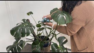 Why plants put up a tantrum   #shorts #plantmom #plants