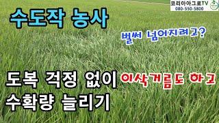 벼농사 - 안넘어지고 수확량은 올리고!! (엔텍 사용기)