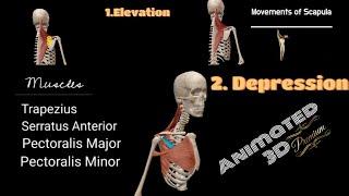 Scapula Movements with Muscles