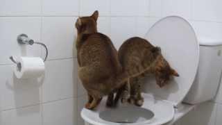 Cat sisters using toilet at the same time
